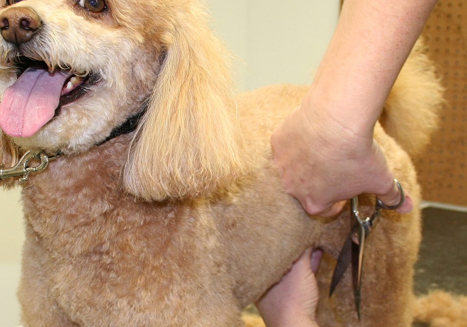 Pet Grooming Shears page_dog standing copy